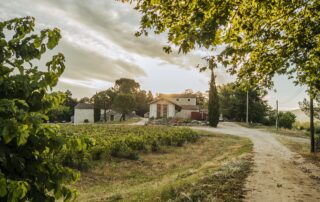 Balade dans les vignes