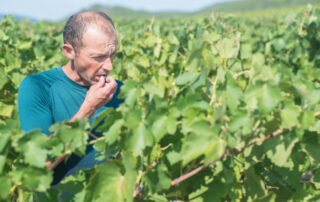 Domaine Terra Noé
