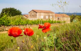 Domaine Terra Noé