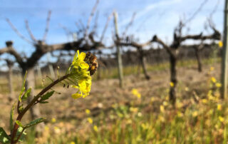 Domaine Terra Noé