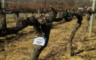 Domaine Terra Noé