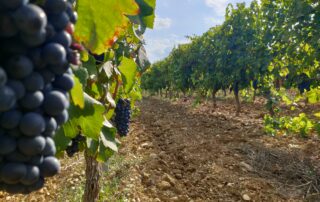 Parcours dans les vignes