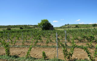 Chasse au trésor dans les vignes