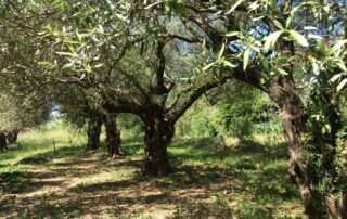 Visite de l'oliveraie et de la miellerie de l’Oliveraie de la Bastide