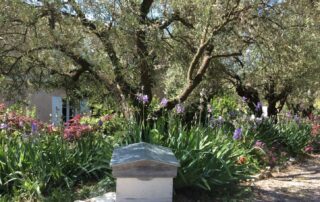 Visite de l'oliveraie et de la miellerie de la Bastide