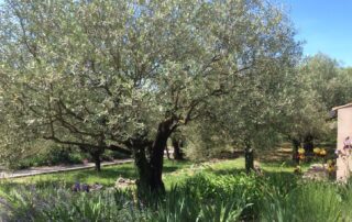 Visite de l'oliveraie et de la miellerie de l’Oliveraie de la Bastide