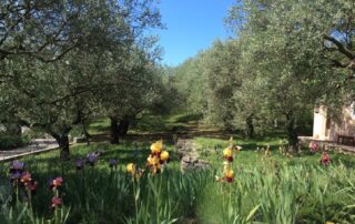 Visite de l'oliveraie et de la miellerie de l’Oliveraie de la Bastide