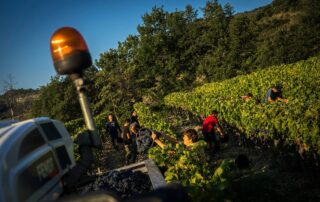 Vigne bio du Domaine du Mas d'Intras