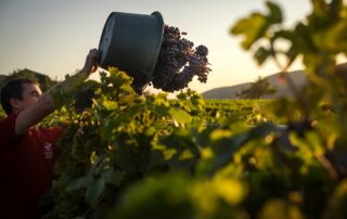 Visite du domaine et dégustation des vins bio du Mas d'Intras