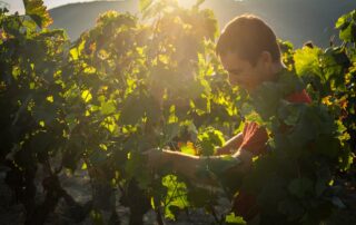 Vigne bio du Domaine du Mas d'Intras