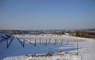 Saint-Andéol village - vignes sous la neige