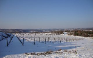 Saint-Andéol village - vignes sous la neige