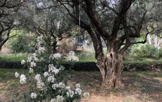 Visite de l'oliveraie et de la miellerie de la Bastide