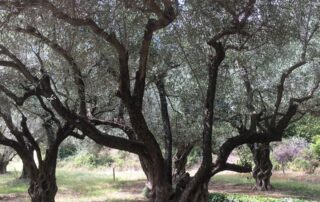 Visite de l'oliveraie et de la miellerie de l’Oliveraie de la Bastide