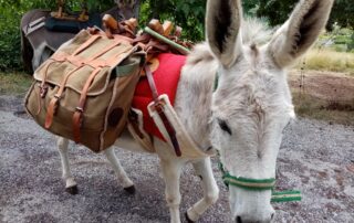 Go for a trip with donkeys of Camin'âne