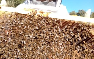 Baptême d'apiculture aux Ruchers de l'Ibie
