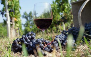 Visite du Caveau des vignerons de Valvignères