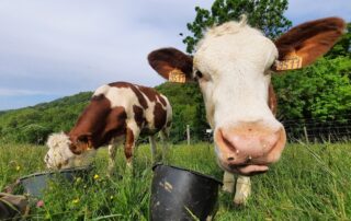 De ferme en ferme: visite de la ferme  du Neck