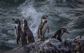 Beautiful beasts, animal art, past and present', a photo exhibition at Aven d'Orgnac