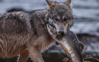 Beautiful beasts, animal art, past and present', a photo exhibition at Aven d'Orgnac