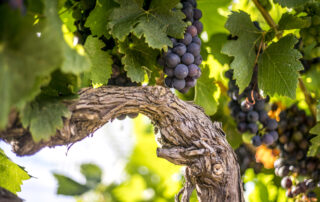 Un vin bio dans le respect du cadre unique de la vallée de l'Ibie