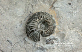 Natural history museum of Ardèche : fossils and dinosaurs