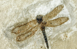 Natural history museum of Ardèche : fossils and dinosaurs