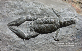 Natural history museum of Ardèche : fossils and dinosaurs