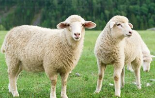 De ferme en ferme: visite de la ferme du Serre de Courpatas