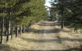 Foret des Sens - Photo chemin