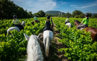 Tour Berg & Coiron à Cheval St Maurice d'Ibie - Alba