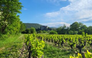 Guided tour of Alba-la-Romaine and visit to the wine cellar
