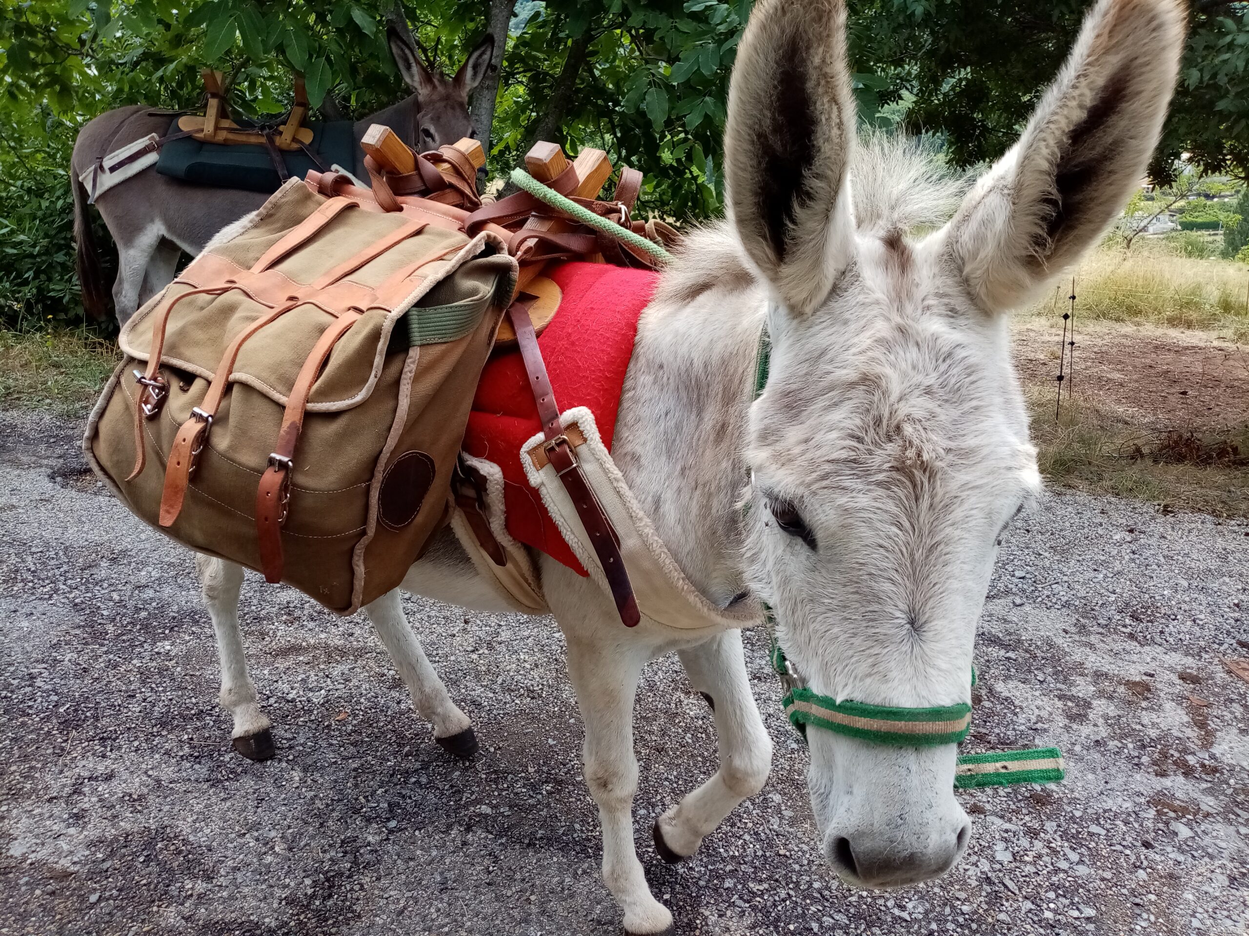 Partez avec les ânes de Camin'âne