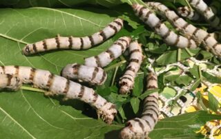 Self-guided tour Ver à Soie / Musée de la Magnanerie