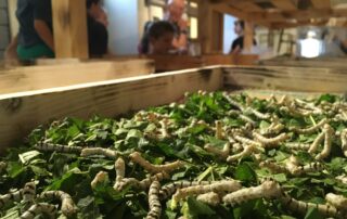 Self-guided tour Ver à Soie / Musée de la Magnanerie