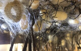 Self-guided tour Ver à Soie / Musée de la Magnanerie