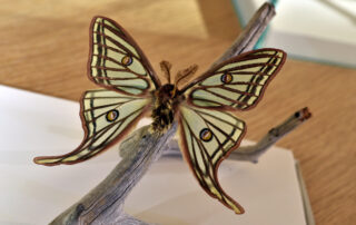 Self-guided tour Ver à Soie / Musée de la Magnanerie