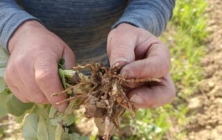 Plantes médicinales au coeur de la vigne