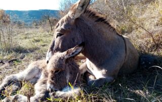 Produits cosmétiques au lait d'ânesse de camin'âne_Berzème