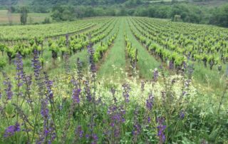 Plantes médicinales au coeur de la vigne