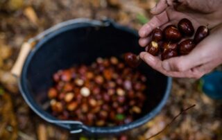 Rando-cueillette dans la châtaigneraie