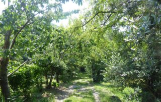 Jardins de Physalis -Cardere_Darbres