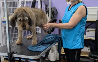 Toilettage César & Tina_Villeneuve-de-Berg