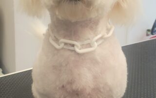 Toilettage César & Tina_Villeneuve-de-Berg