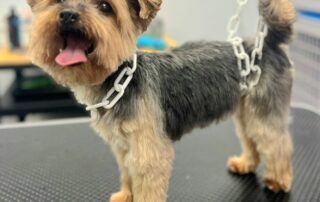 Toilettage César & Tina_Villeneuve-de-Berg