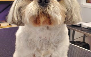 Toilettage César & Tina_Villeneuve-de-Berg