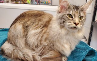 Toilettage César & Tina_Villeneuve-de-Berg