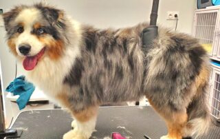 Toilettage César & Tina_Villeneuve-de-Berg