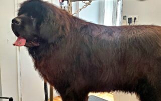 Toilettage César & Tina_Villeneuve-de-Berg