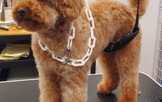 Toilettage César & Tina_Villeneuve-de-Berg